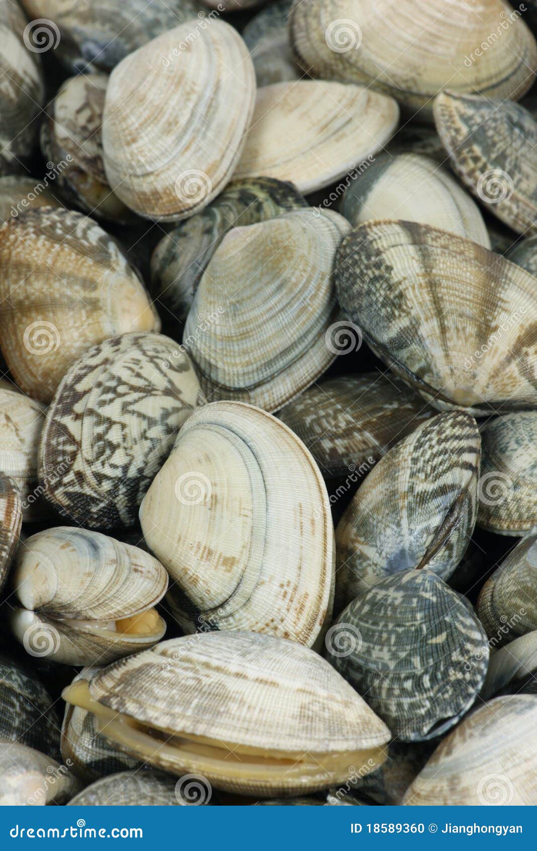 Live clams stock photo. Image of fish, tasty, shell, food 18589360