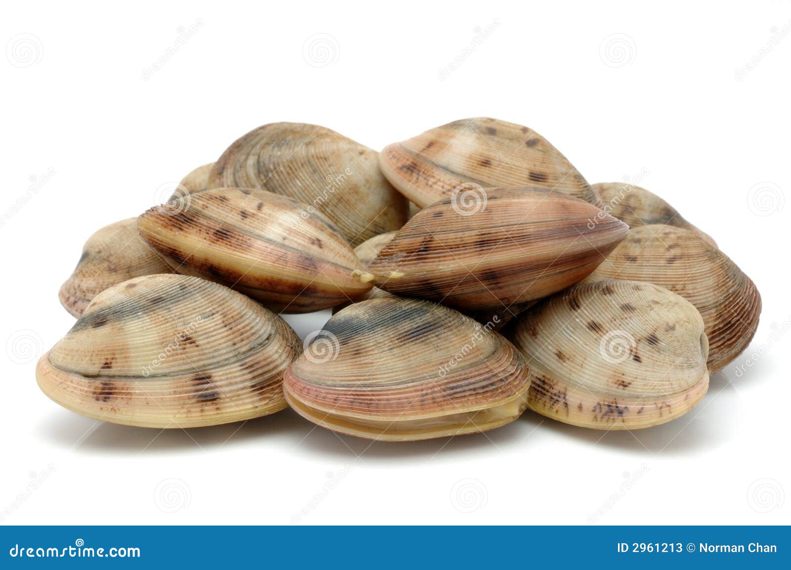 Live clams stock image. Image of shellfish, fresh, shell 2961213