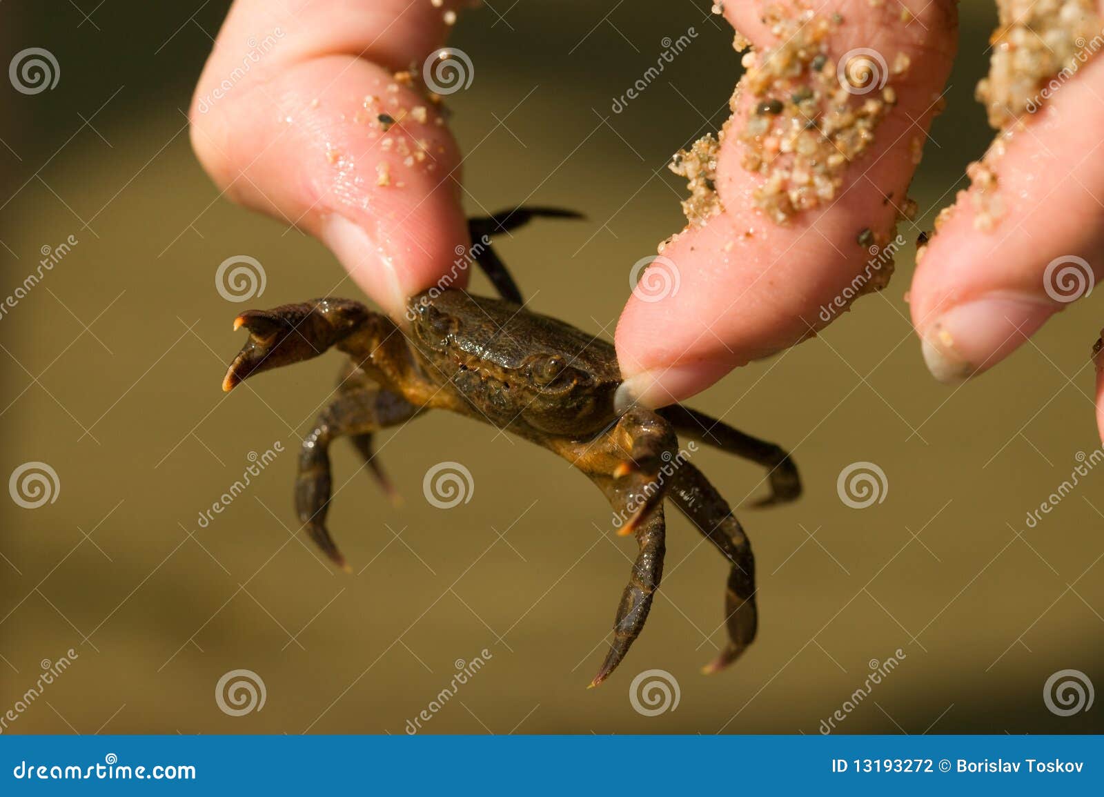 Live Crab stock photo. Image of animal, zodiac, cancer 13193272