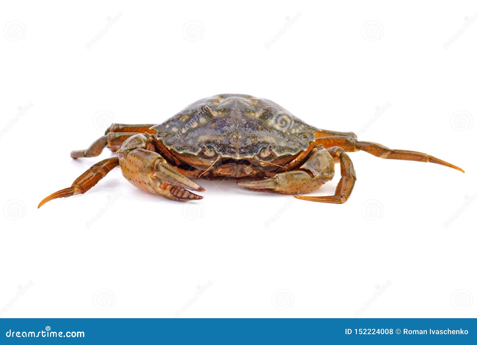 Live Crab on a White Background Stock Photo - Image of shell, life ...