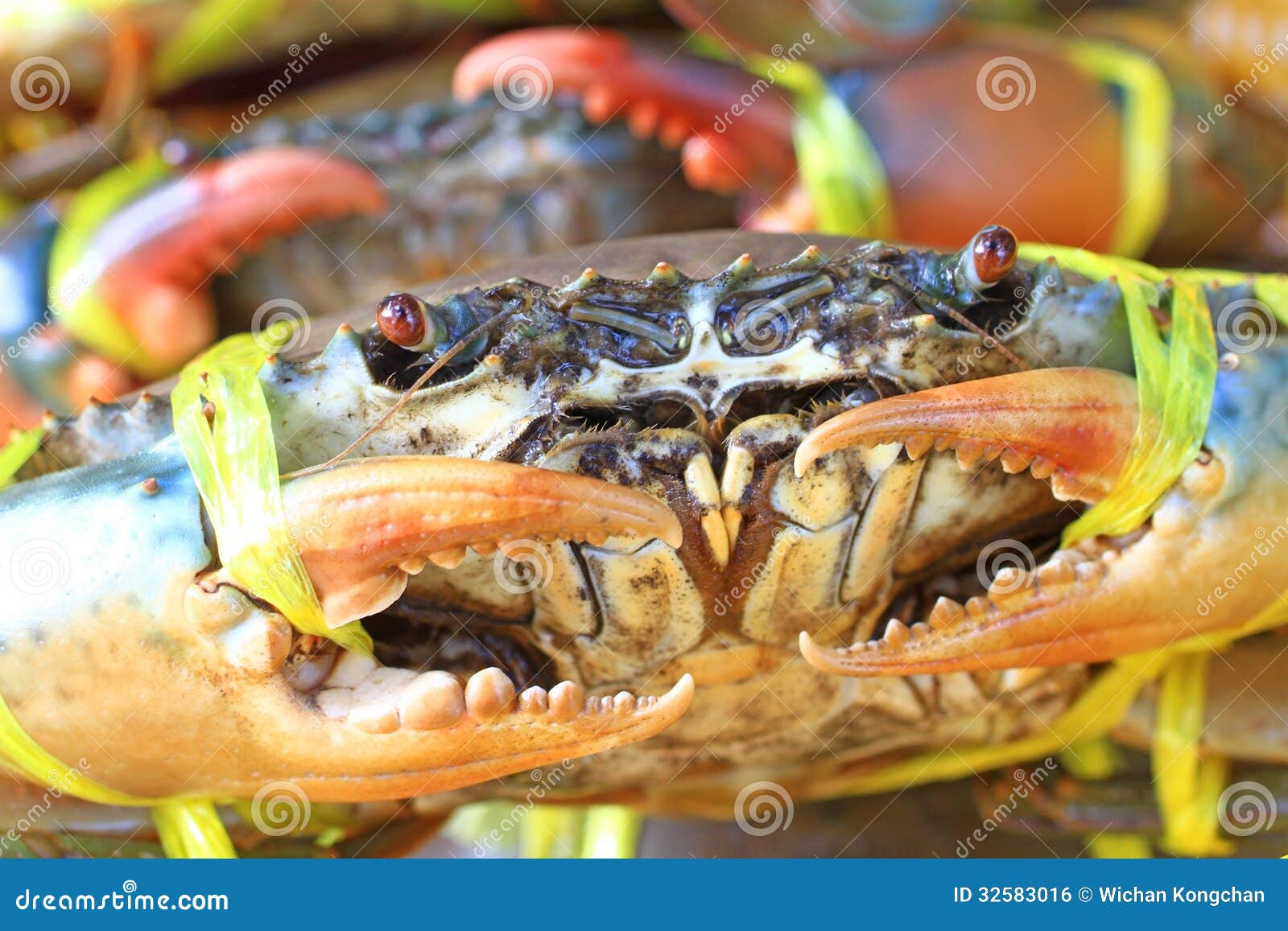 Live crabs for cooking stock photo. Image of seafood 32583016