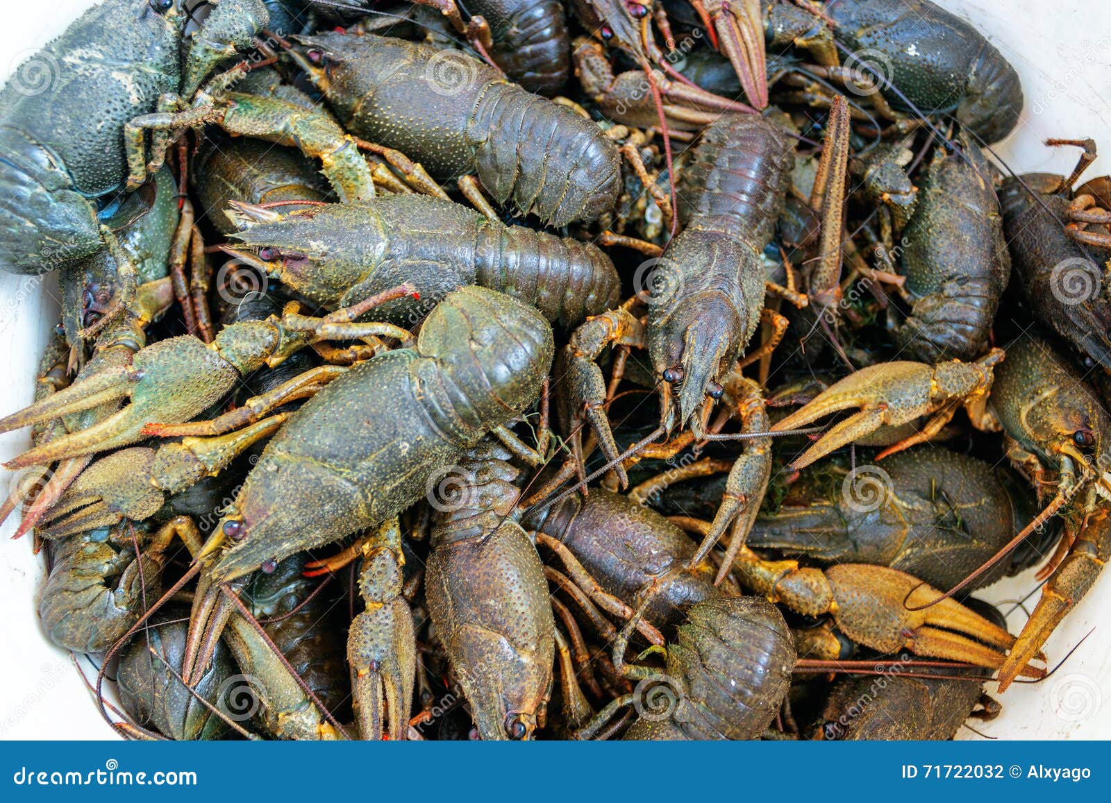 Раки на дом недорого. Astacus Astacus. Astacus Astacus фото. Crayfish Live.