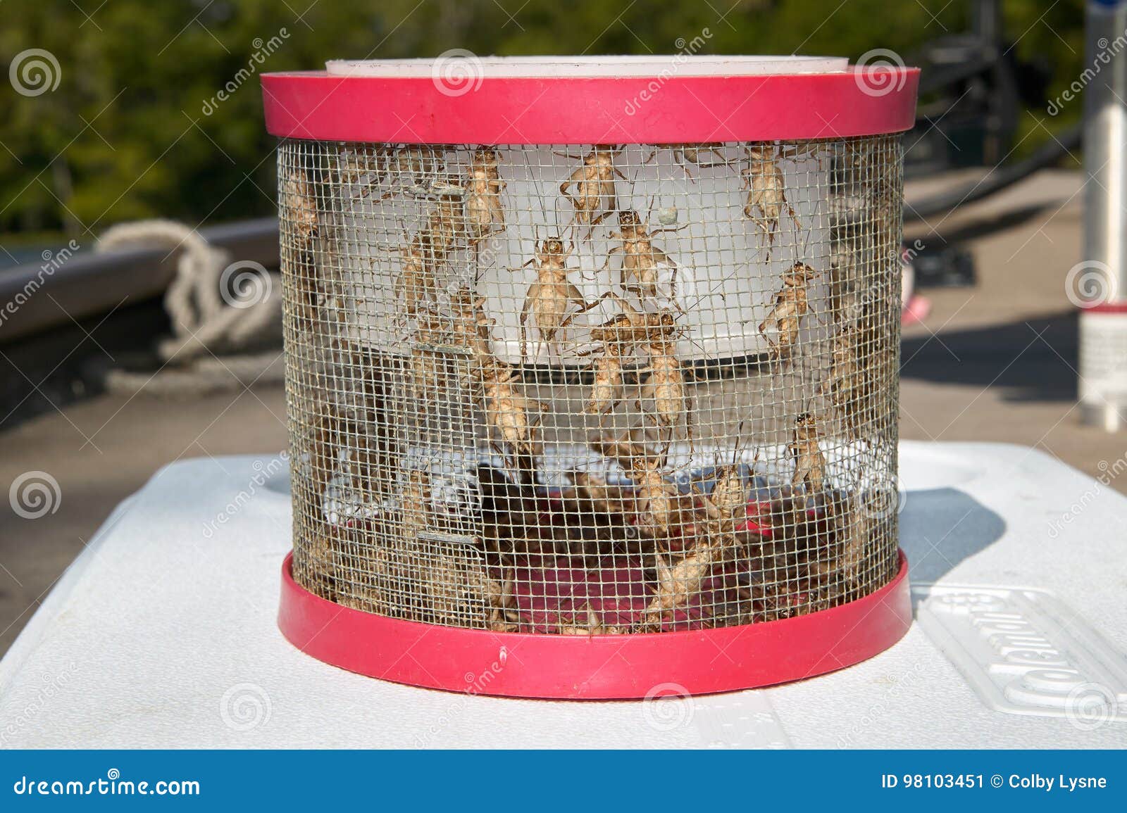 Live Crickets in a Bait Box or Cage Stock Image - Image of living