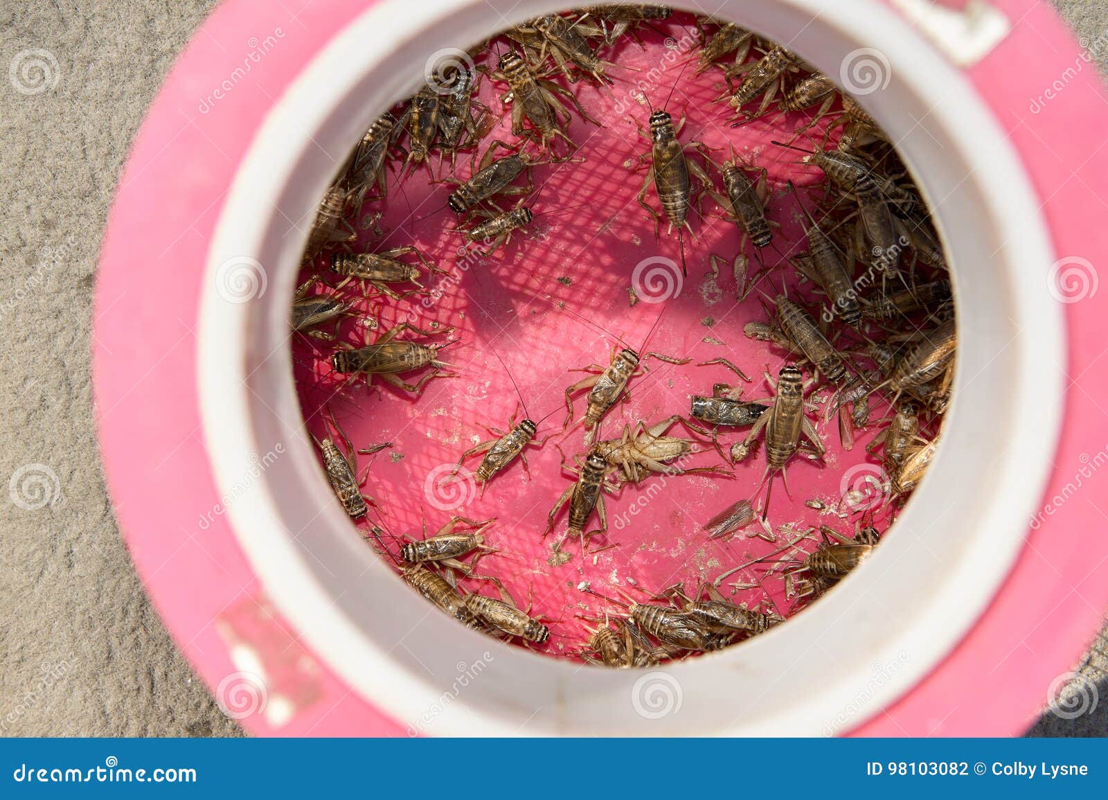 Live Crickets in a Cricket Cage To Be Used As Bait Stock Photo - Image of  fishing, bass: 98103082