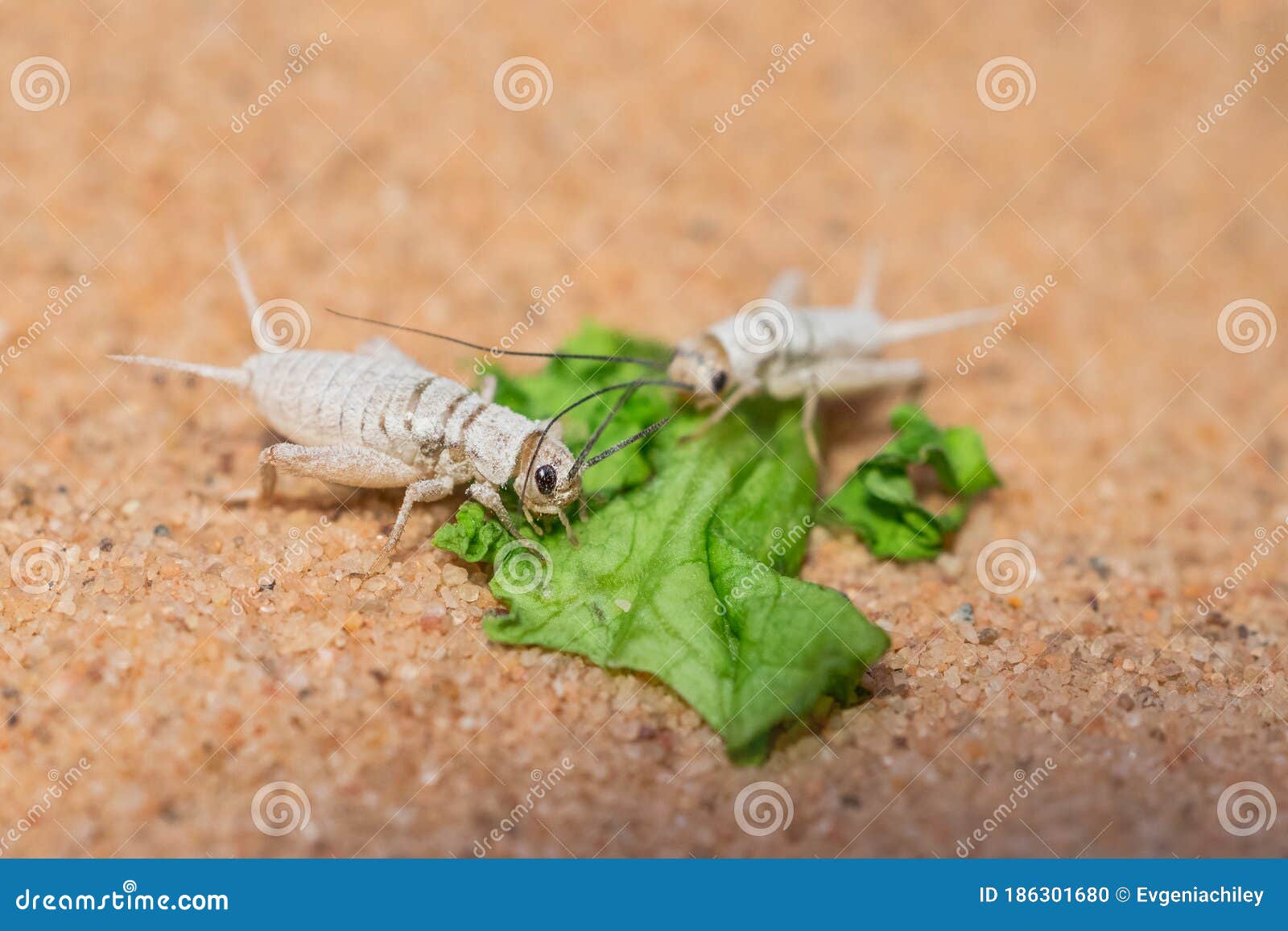 Live Crickets in White Calcium Eating a Leaf of Salad on Sand. Cricket in  Terrarium. Feeder Insect. Acheta Domesticus Species Stock Photo - Image of  horns, brown: 186301680