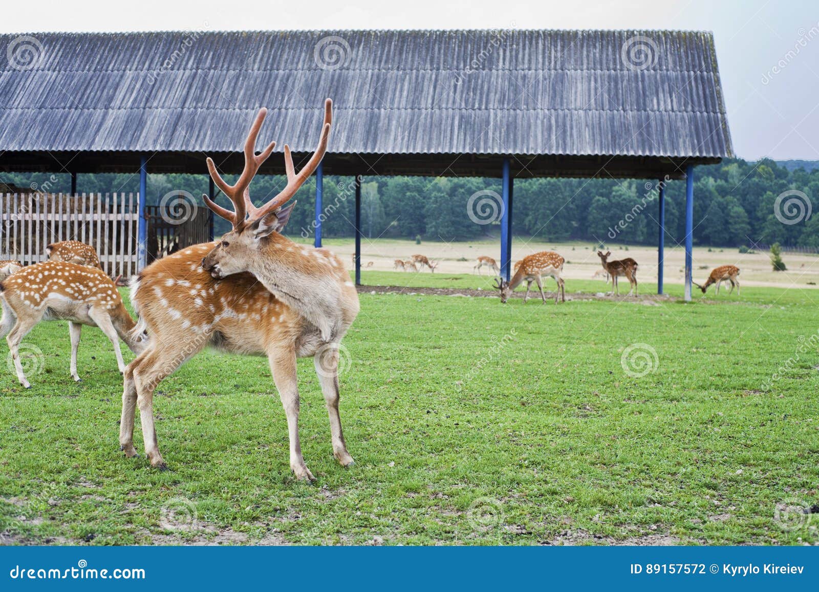 Live Deer on the Farm. Deer in the Wild. Stock Photo Image of cute