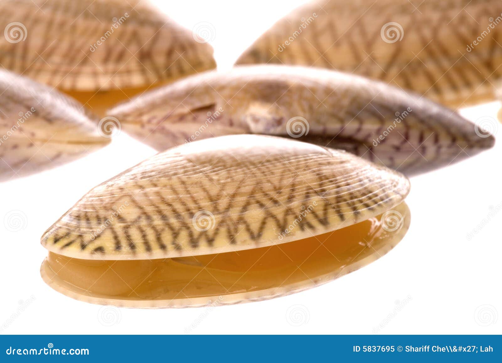 Live edible clams stock image. Image of salt, mollusk 5837695