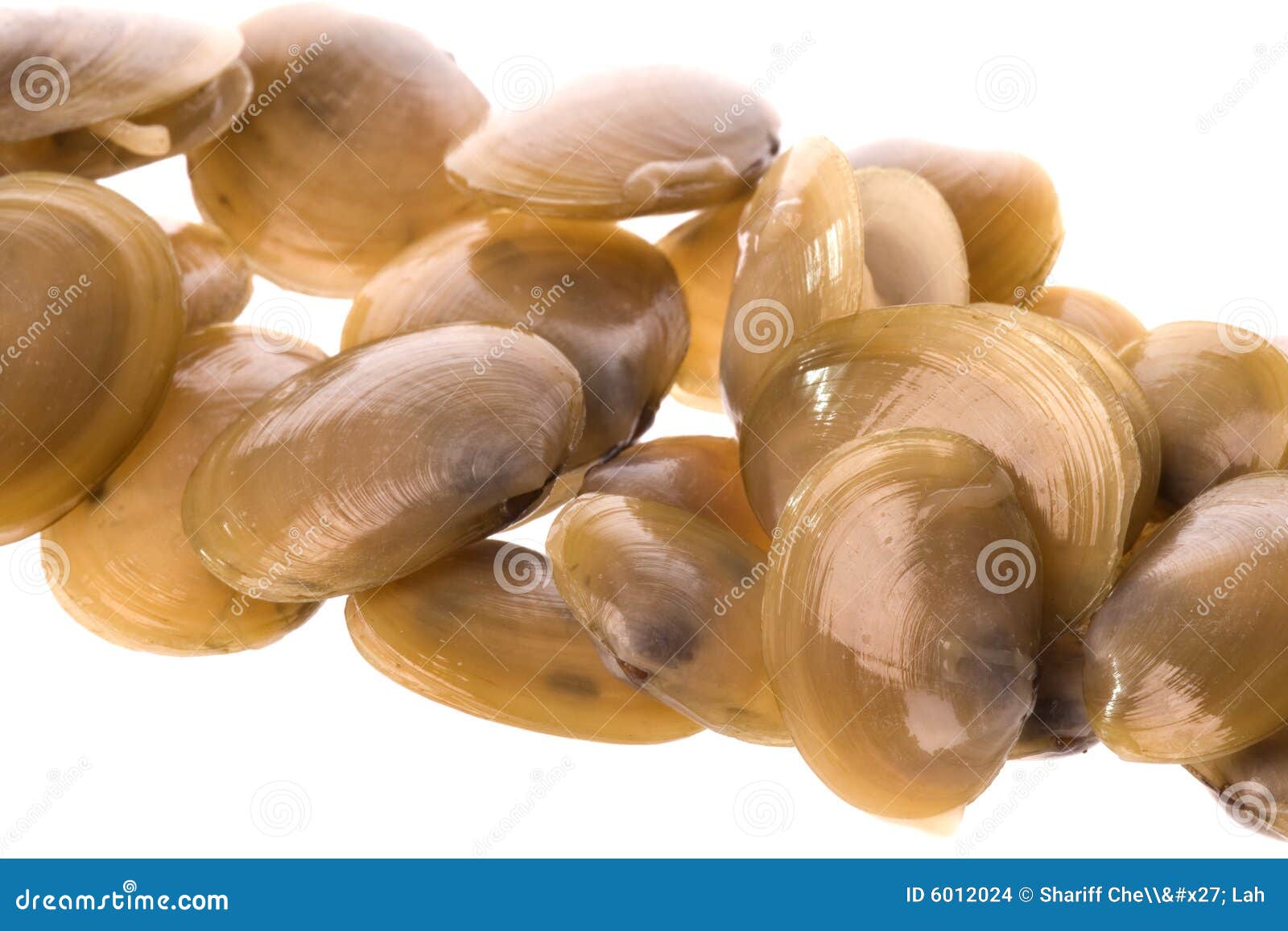 Live Edible Clams Macro stock photo. Image of eaten, cuisine 6012024