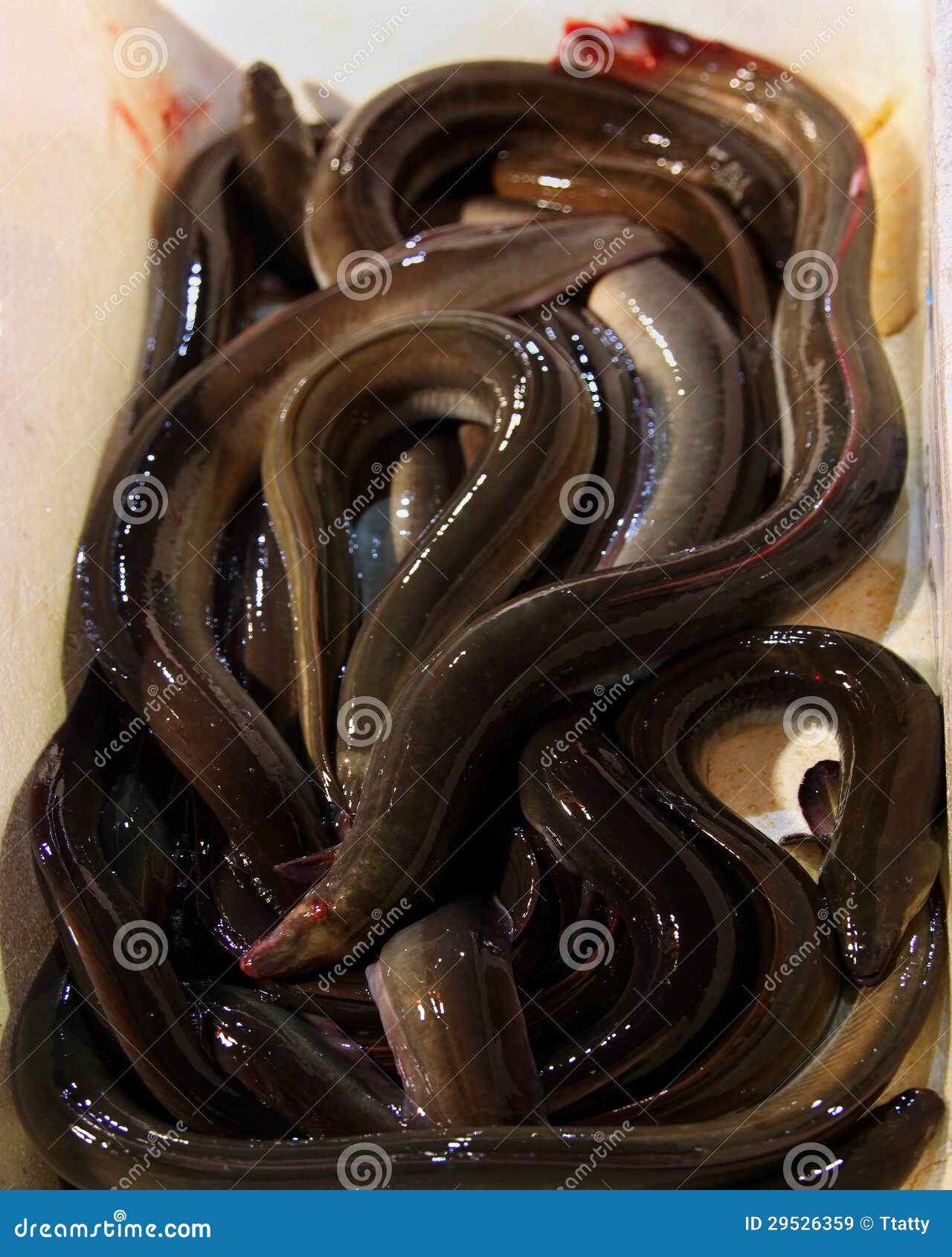 Live eels stock image. Image of slimy, fresh, eels, live - 29526359