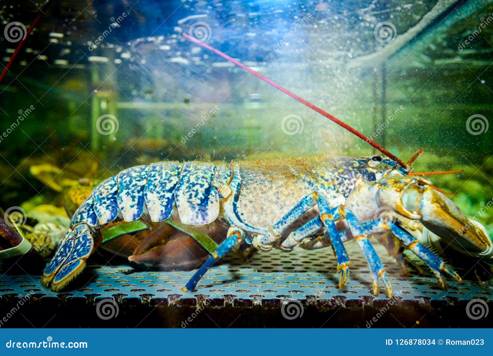 Colorful Crawfish for Sale, Sea Crustaceans Inside Aquarium in a Stock