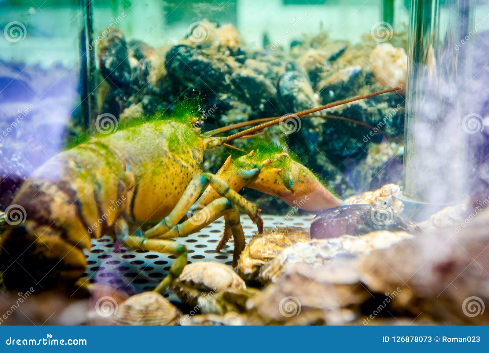 aquarium crayfish for sale near me