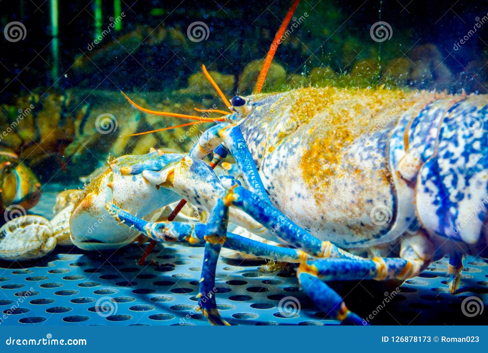 aquarium crayfish for sale near me