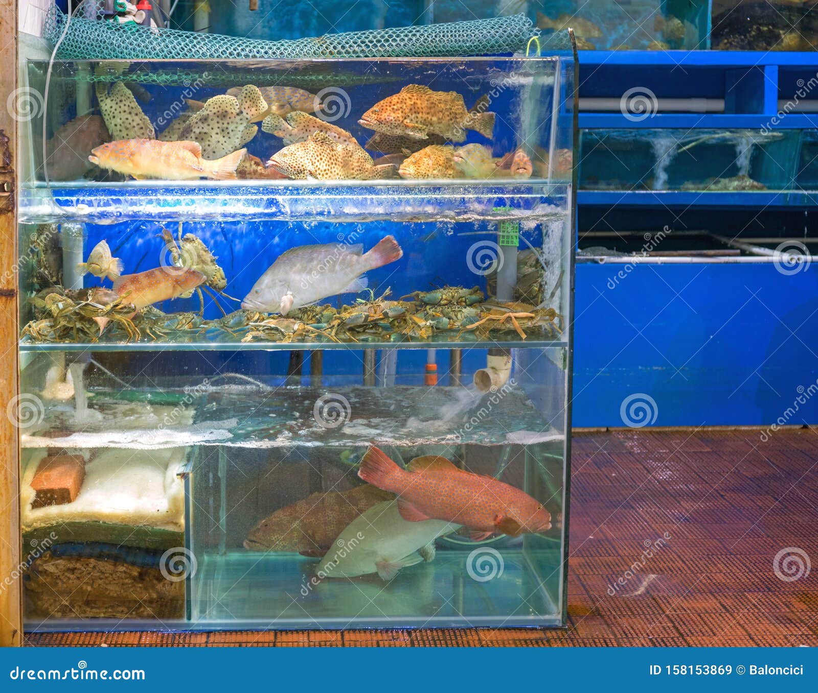 online live fish shopping
