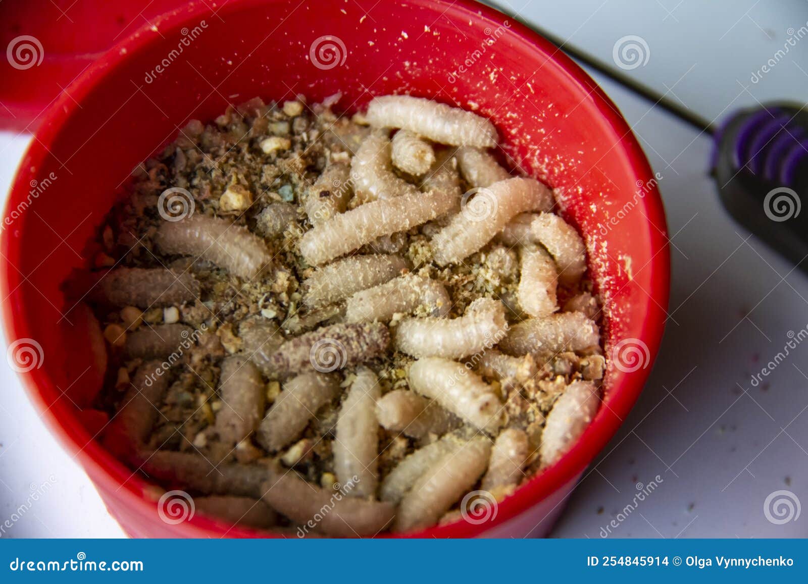 Live Fly Larvae in the Red Plastic Plate As Bait for Catching Fish