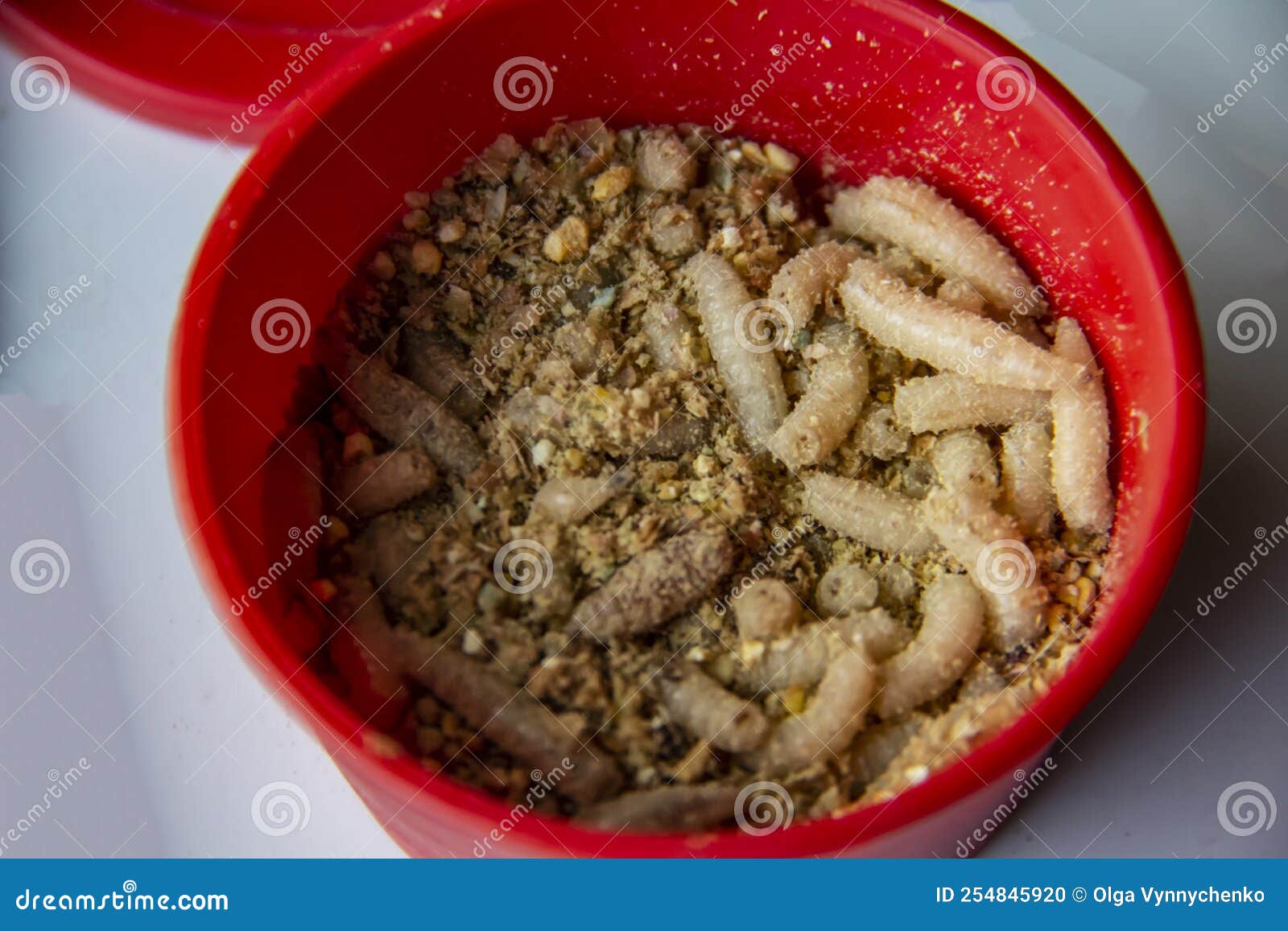 Live Fly Larvae in the Red Plastic Plate As Bait for Catching Fish. the  Maggots for Fishing Against Background Stock Photo - Image of biology,  lure: 254845920
