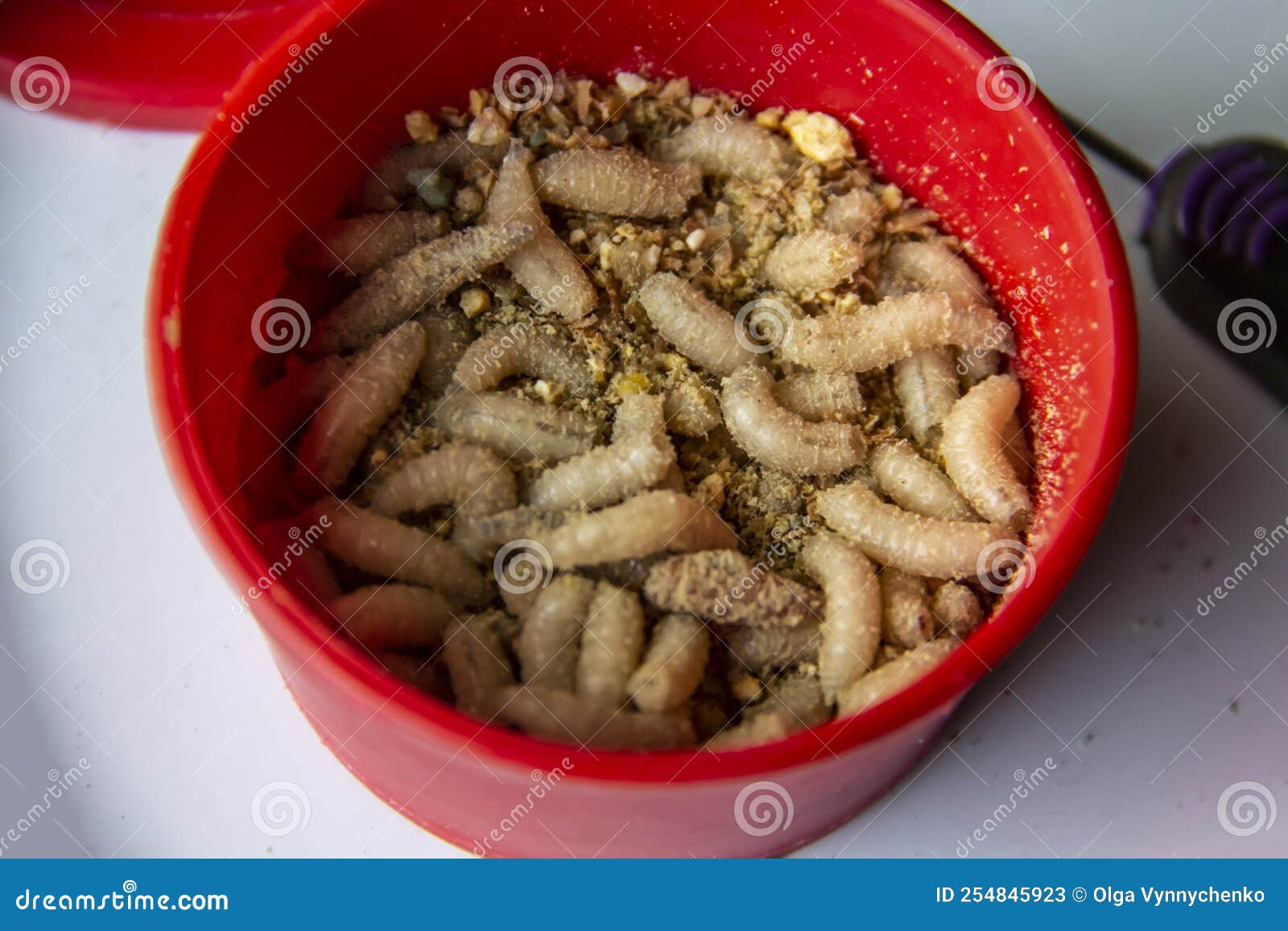 Live Fly Larvae in the Red Plastic Plate As Bait for Catching Fish