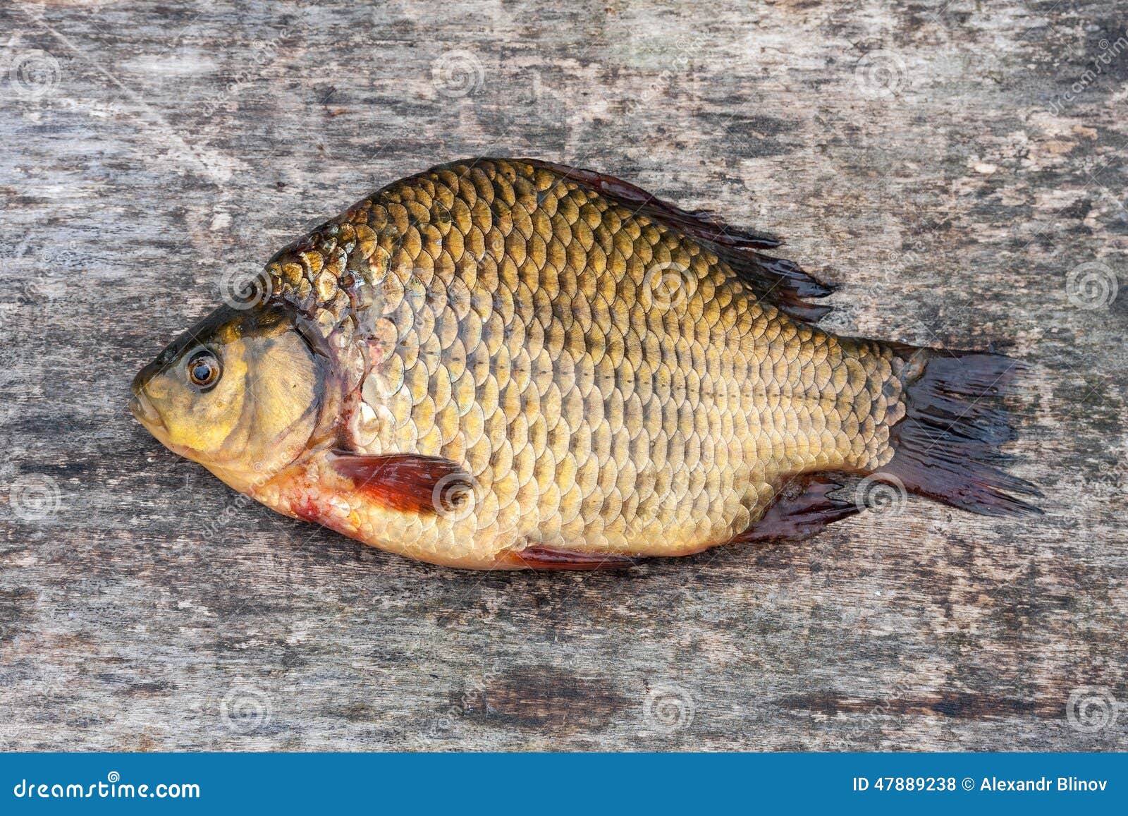 Live freshwater fish carp stock photo. Image of cooking - 47889238