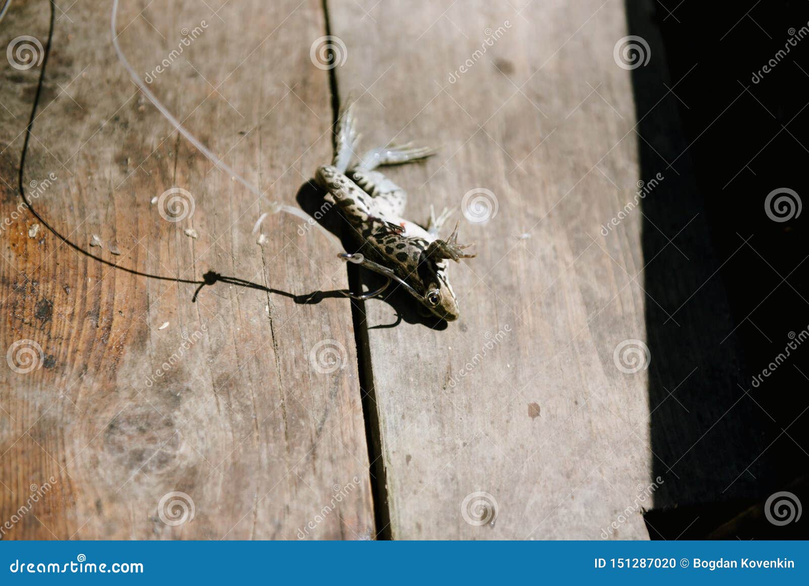 Live Frog, Impaled on a Large Fishing Hook Stock Photo - Image of