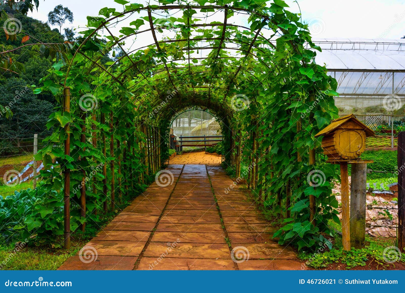 Live Green Tunnel Made from with Plants Stock Image Image of