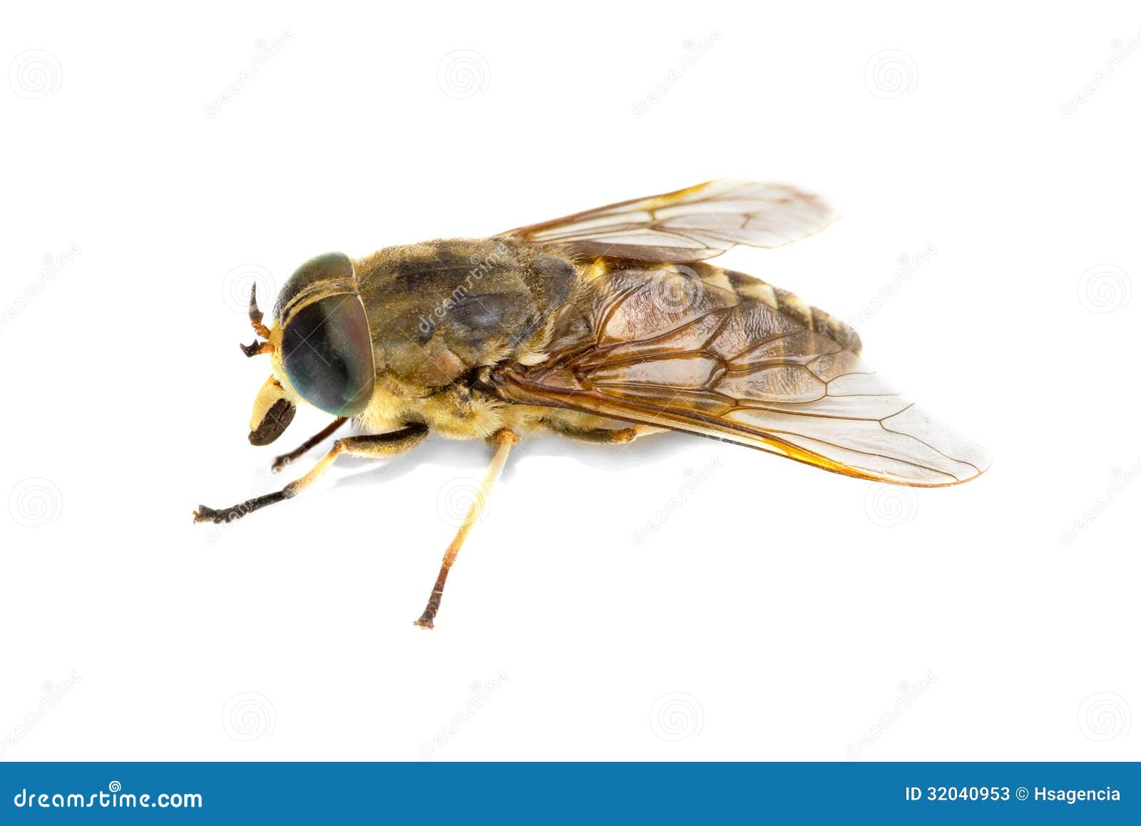 Live horsefly stock image. Image of insect, biology, live 32040953