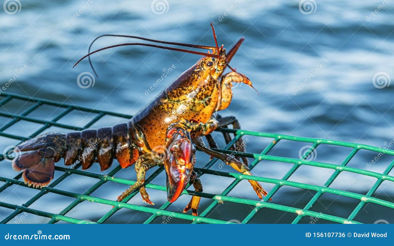 Live Lobster Standing on Top of Green Lobster Trap Stock Photo