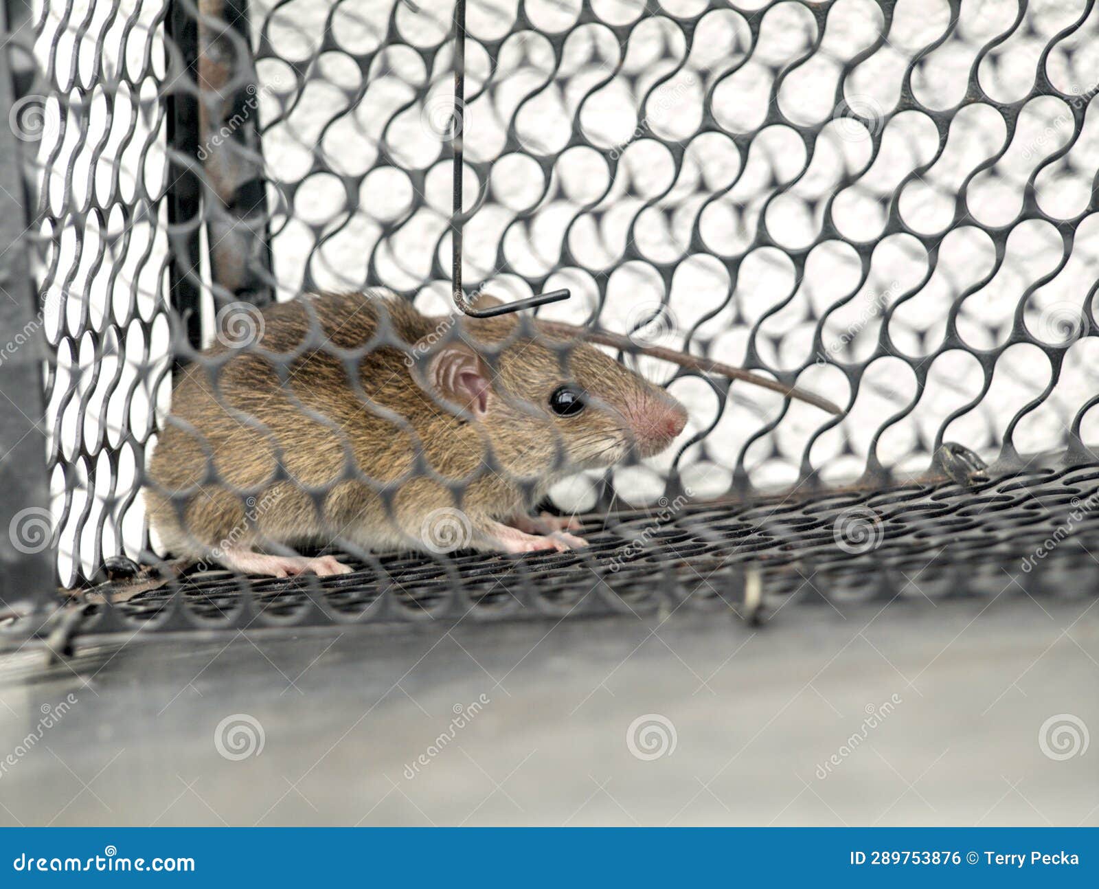 140+ Live Rat Traps Stock Photos, Pictures & Royalty-Free Images - iStock