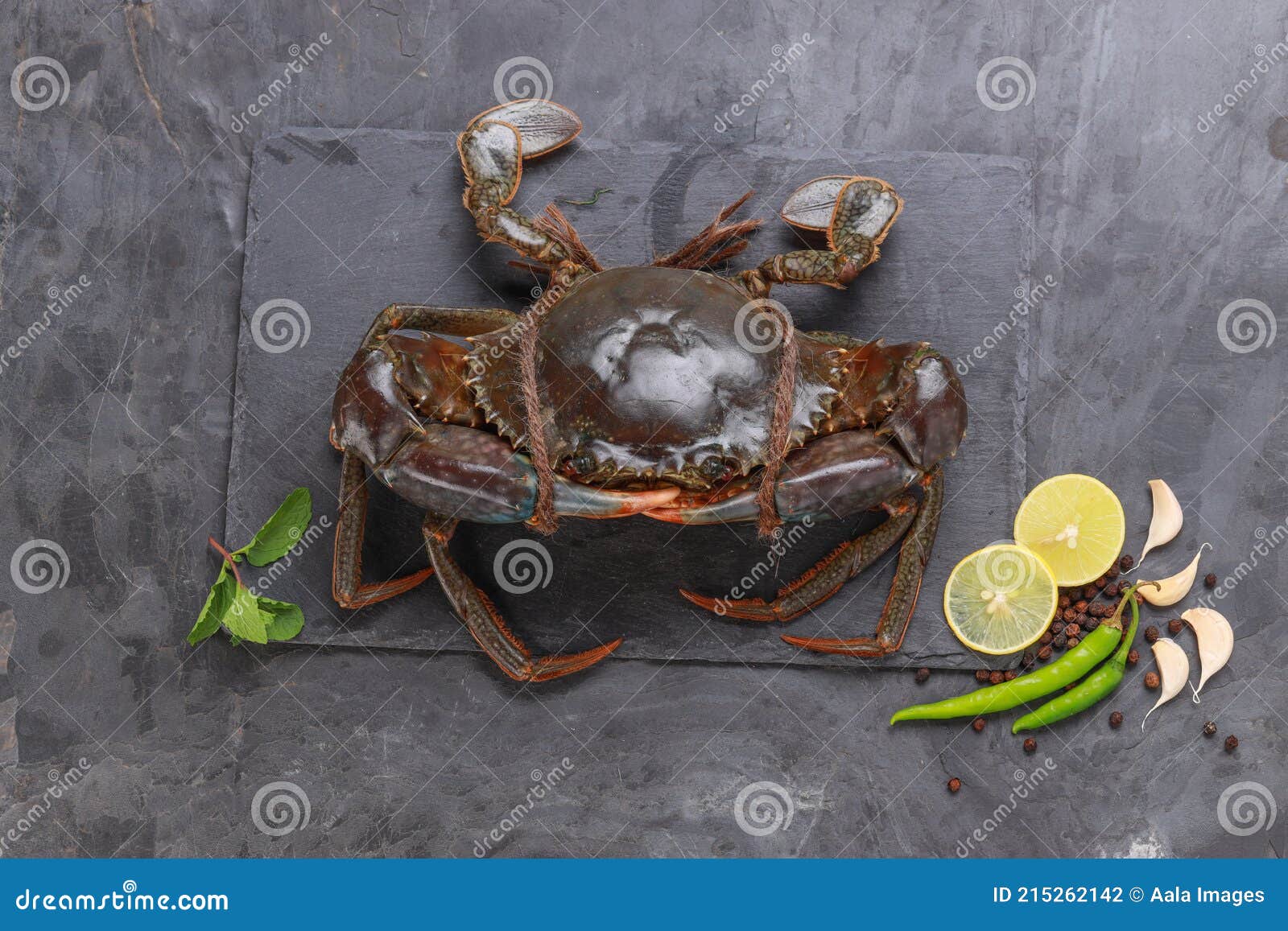 live mud crab on grey background