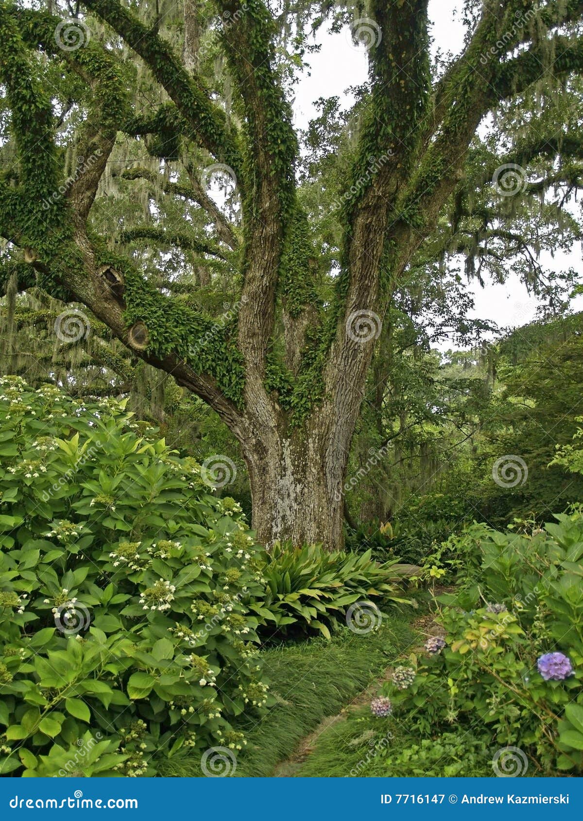 Live Oak Garden stock image. Image of travel, gardens 7716147