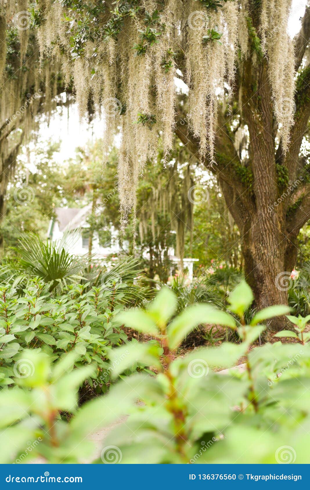 Live Oak with Spanish Moss Draping Down Stock Photo Image of exotic