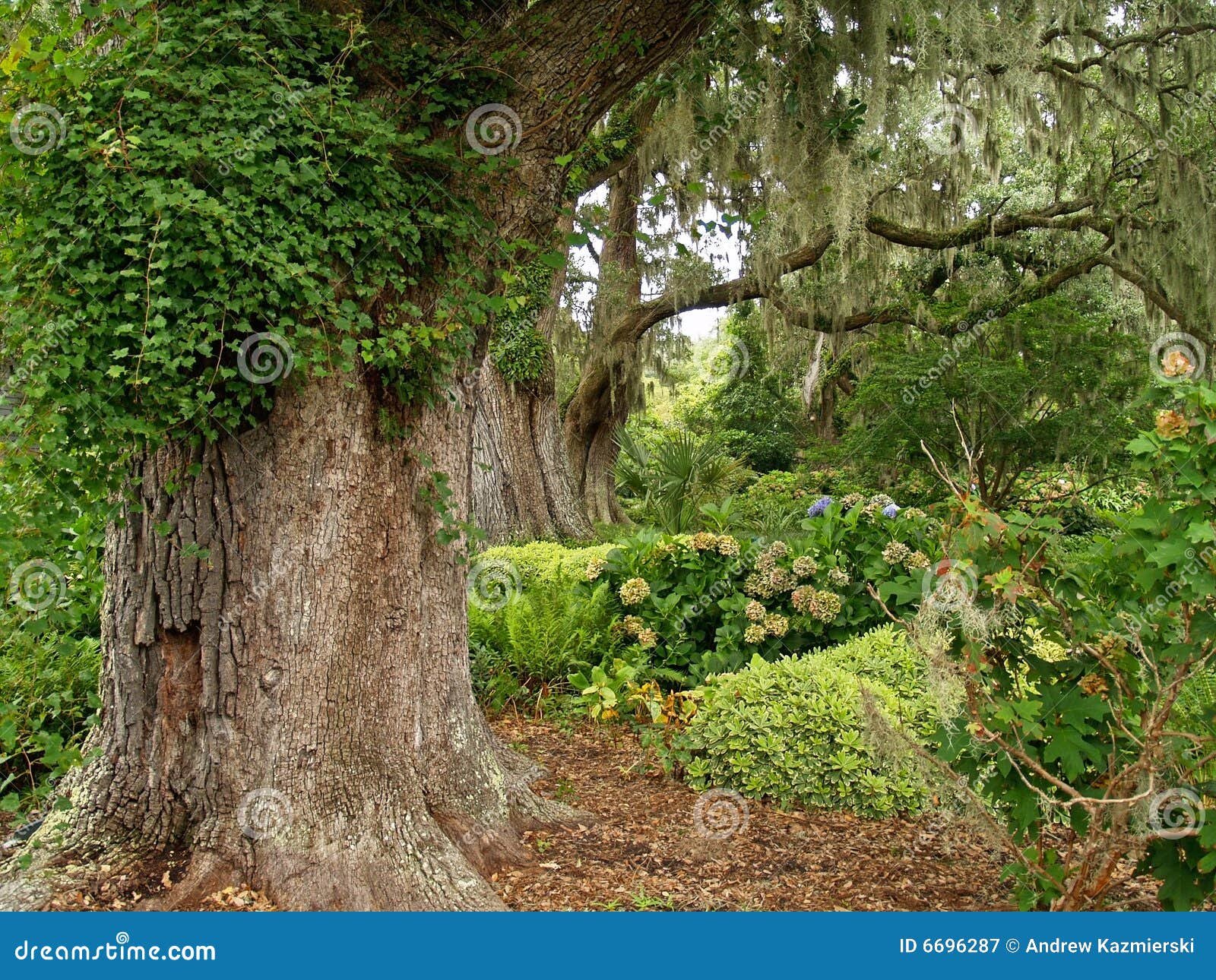 Live Oaks Garden stock image. Image of garden, trees, live 6696287