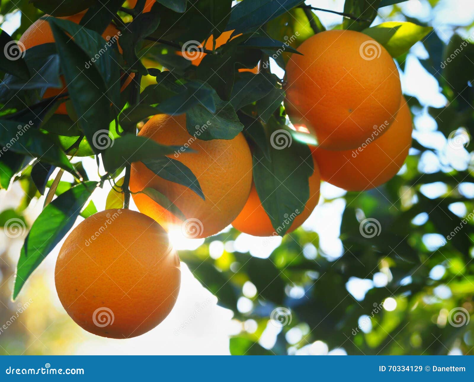 valencia orange morning sunshine