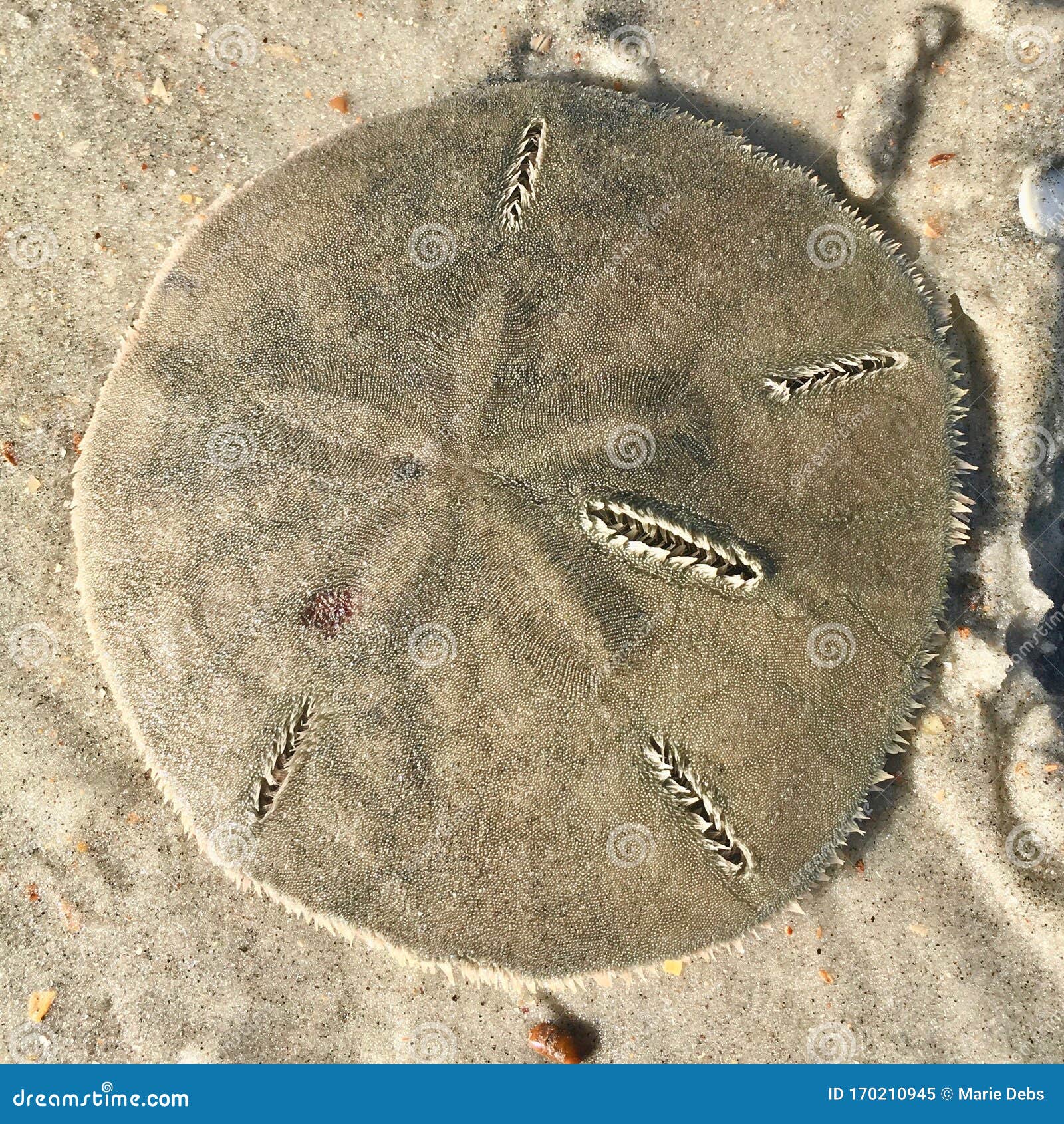 List 28+ Stock Images show me a picture of a sand dollar Stunning List 28+ Stock Images show me a picture of a sand dollar Stunning