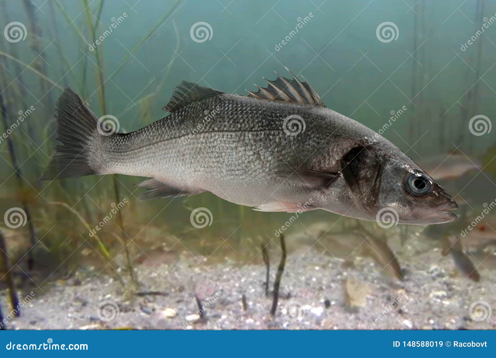 Live sea bass fish stock image. Image of wolf, ocean - 148588019