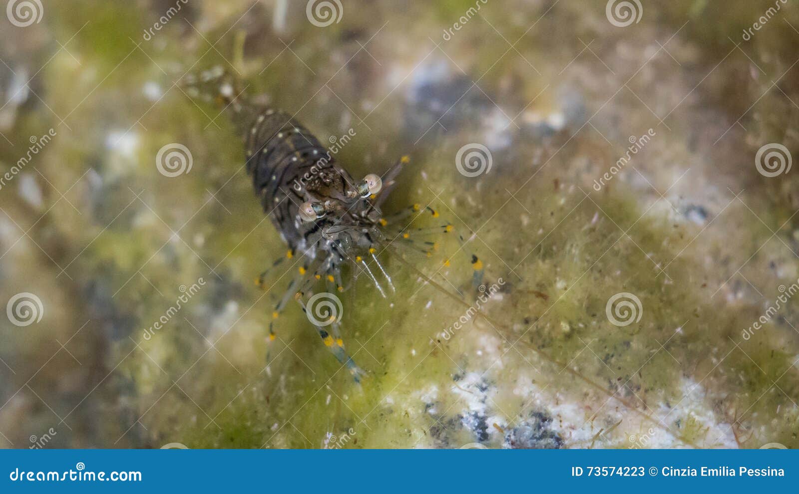 Live shrimp stock image. Image of life, underwater, mediterranean