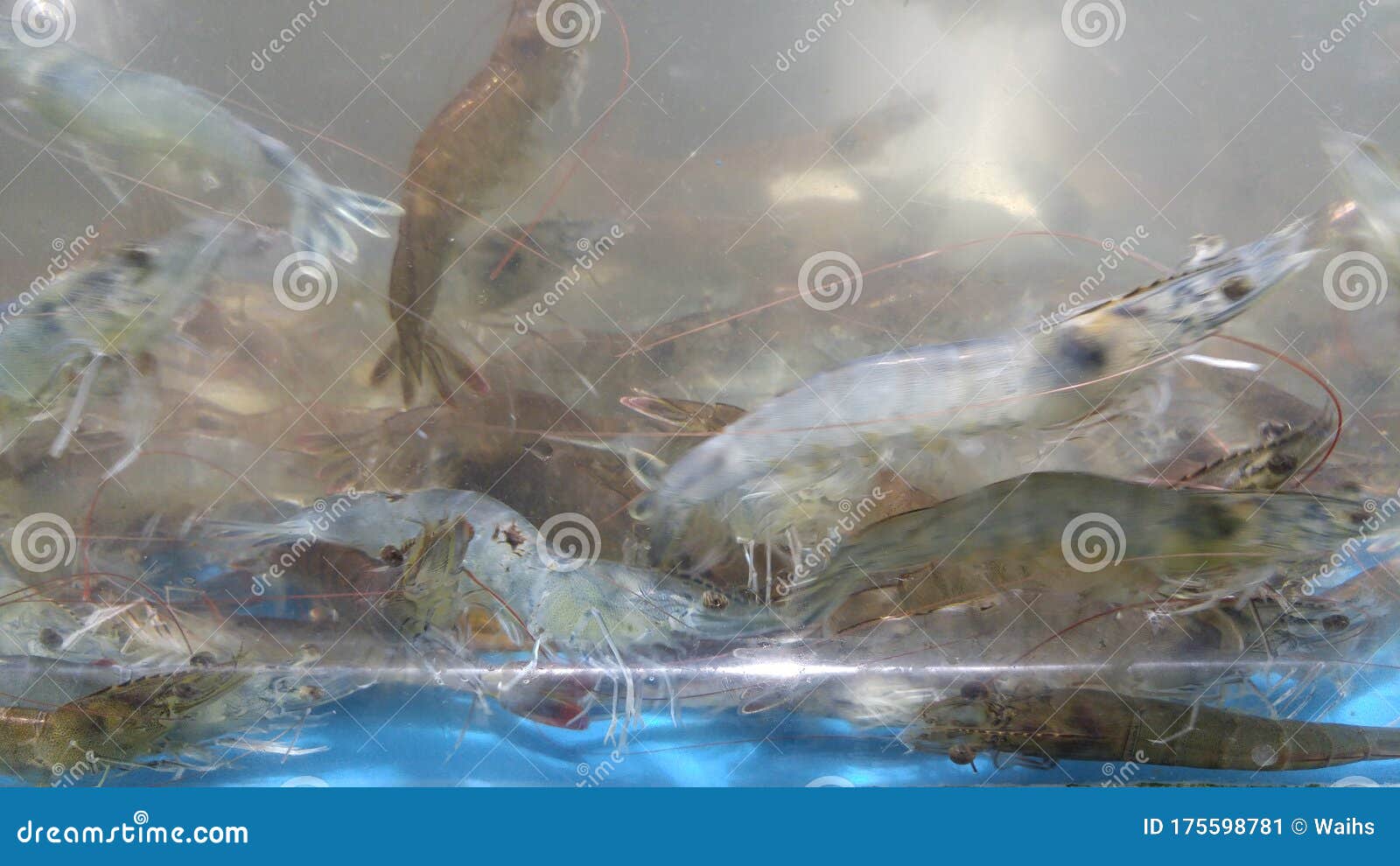 Live Shrimp Swim in Glass Tanks in the Fish Section of the Supermarket,  Waiting for Customers To Buy Them Stock Image - Image of china,  supermarket: 175598781