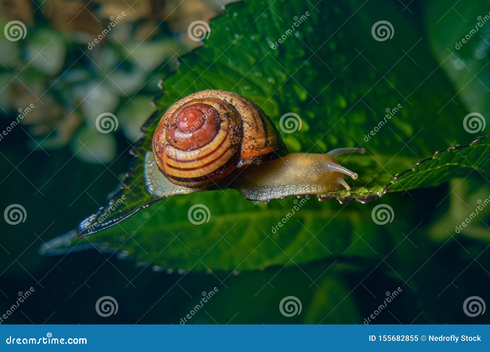 Live Snail Eating in the Green Leaves Drenched by Rain Stock Image