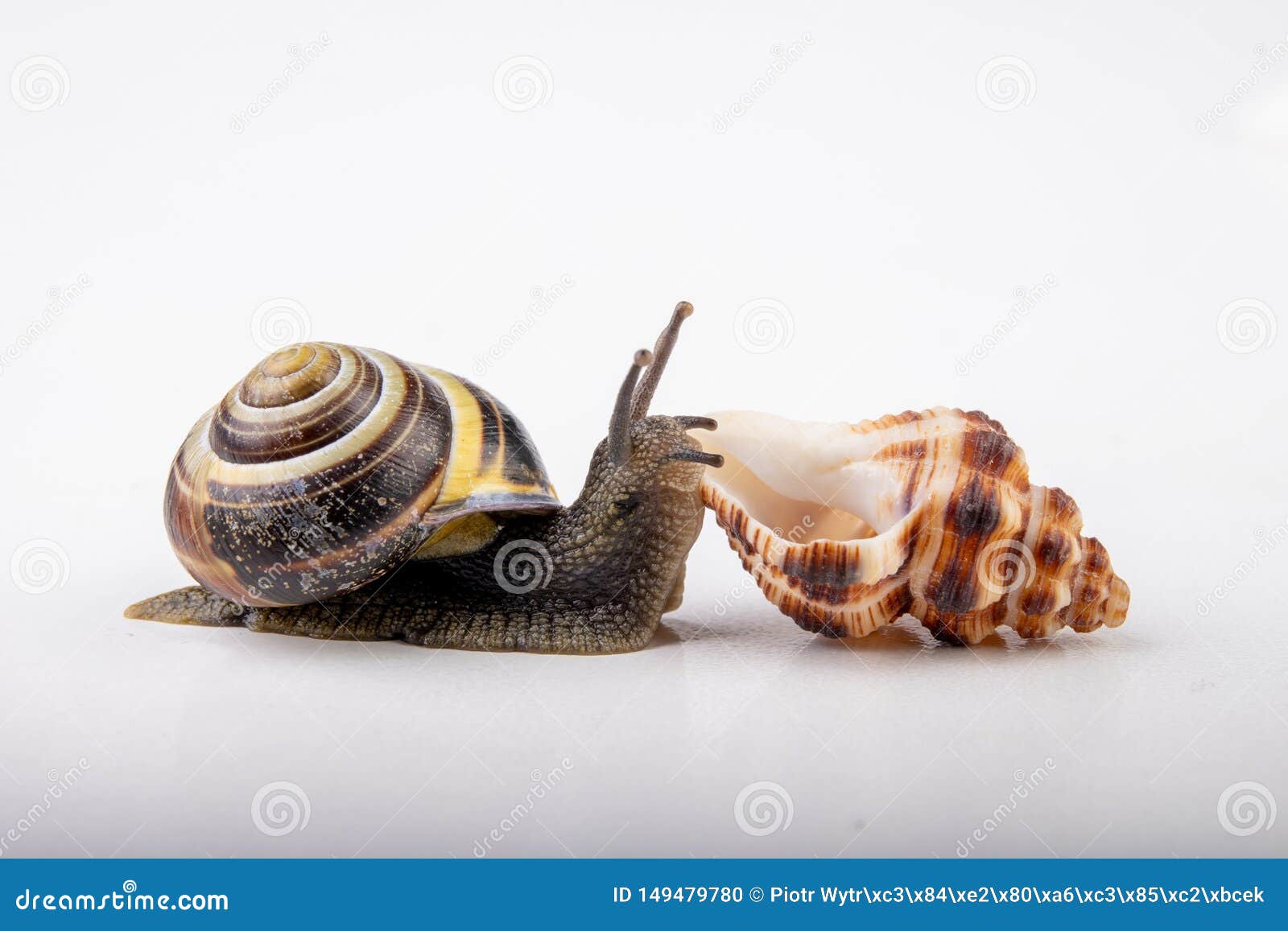 Live Snail And Empty Mushes Left On A Light Table Snail In Search