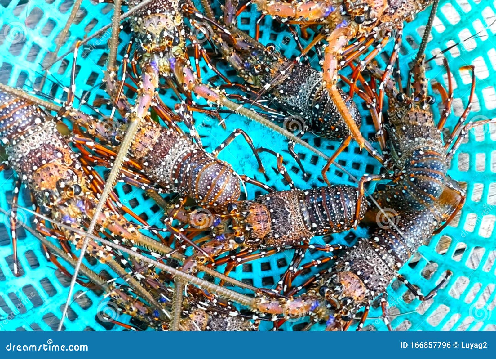 Live Spiny Lobsters in Basket. Catching Lobsters on a Farm Stock Photo
