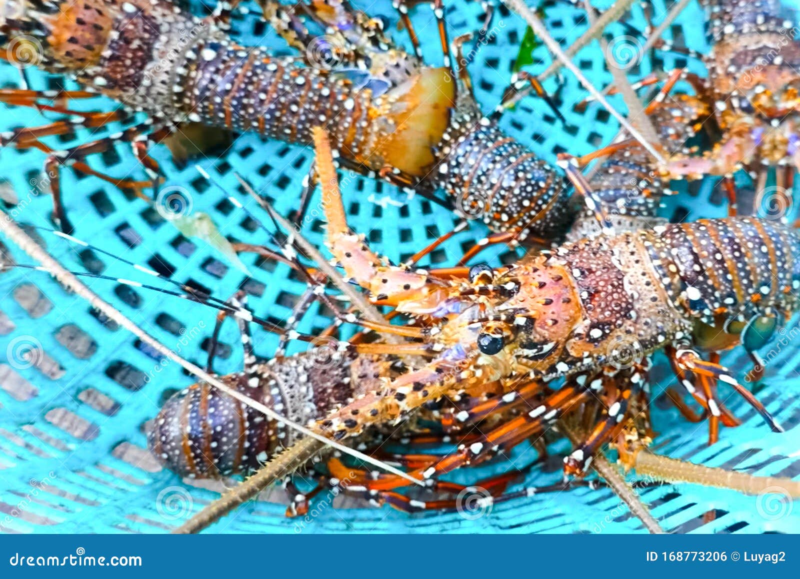 Live Spiny Lobsters in Basket. Catching Lobsters on a Farm Stock Photo Image of crab, food