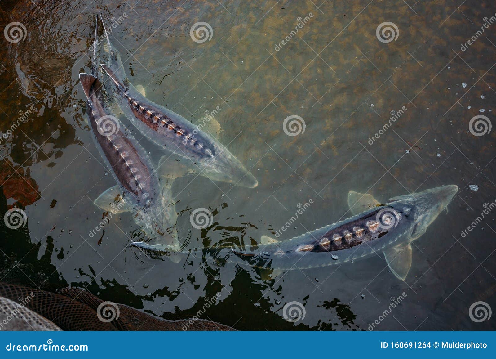 Live Sturgeons in the Cage in Fish Breeding Farm Stock Photo Image of