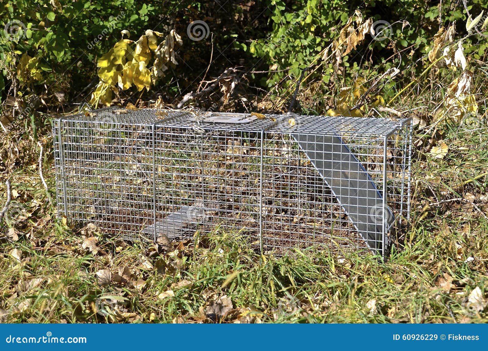 https://thumbs.dreamstime.com/z/live-trap-rectangular-wire-sets-bushes-waiting-to-catch-remove-unwelcome-animal-60926229.jpg