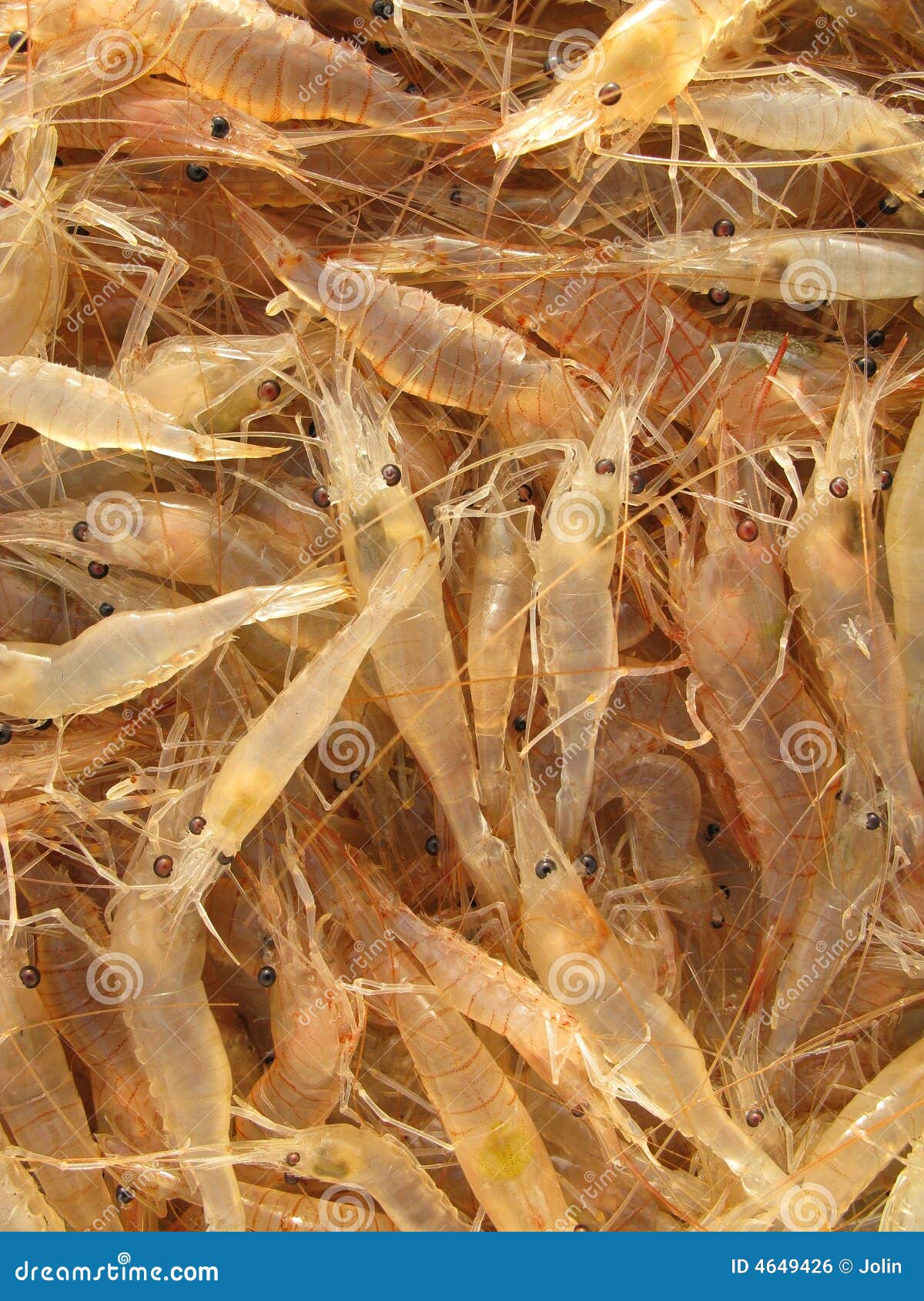 Live and very fresh shrimp stock photo. Image of healthy 4649426