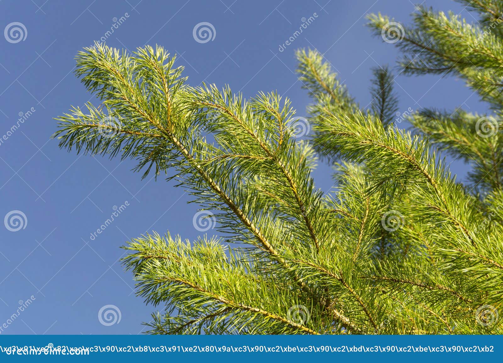Pine Branches on the Sky Background Stock Photo - Image of purity