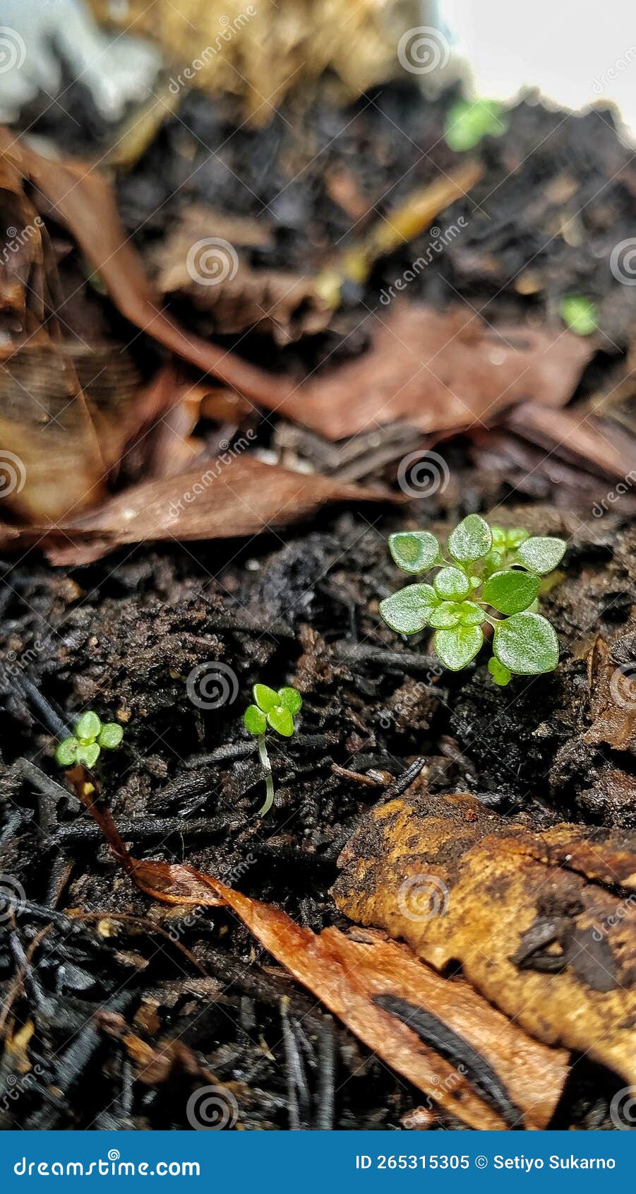 Lively Plants on the Loose Soil Stock Image Image of produce, insect