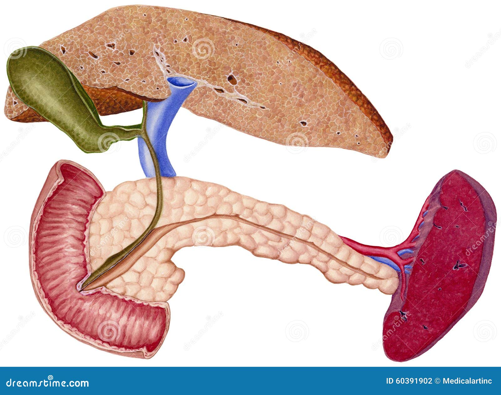 liver - cirrhosis
