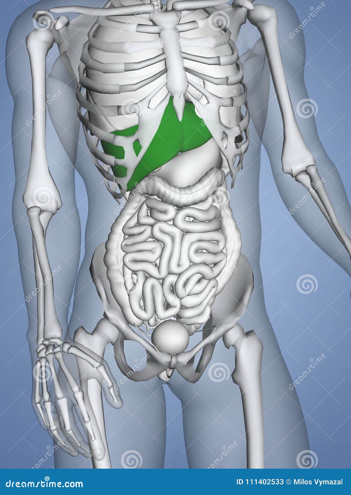 Liver 3d Human Model Stock Illustration Illustration Of Medicine 111402533