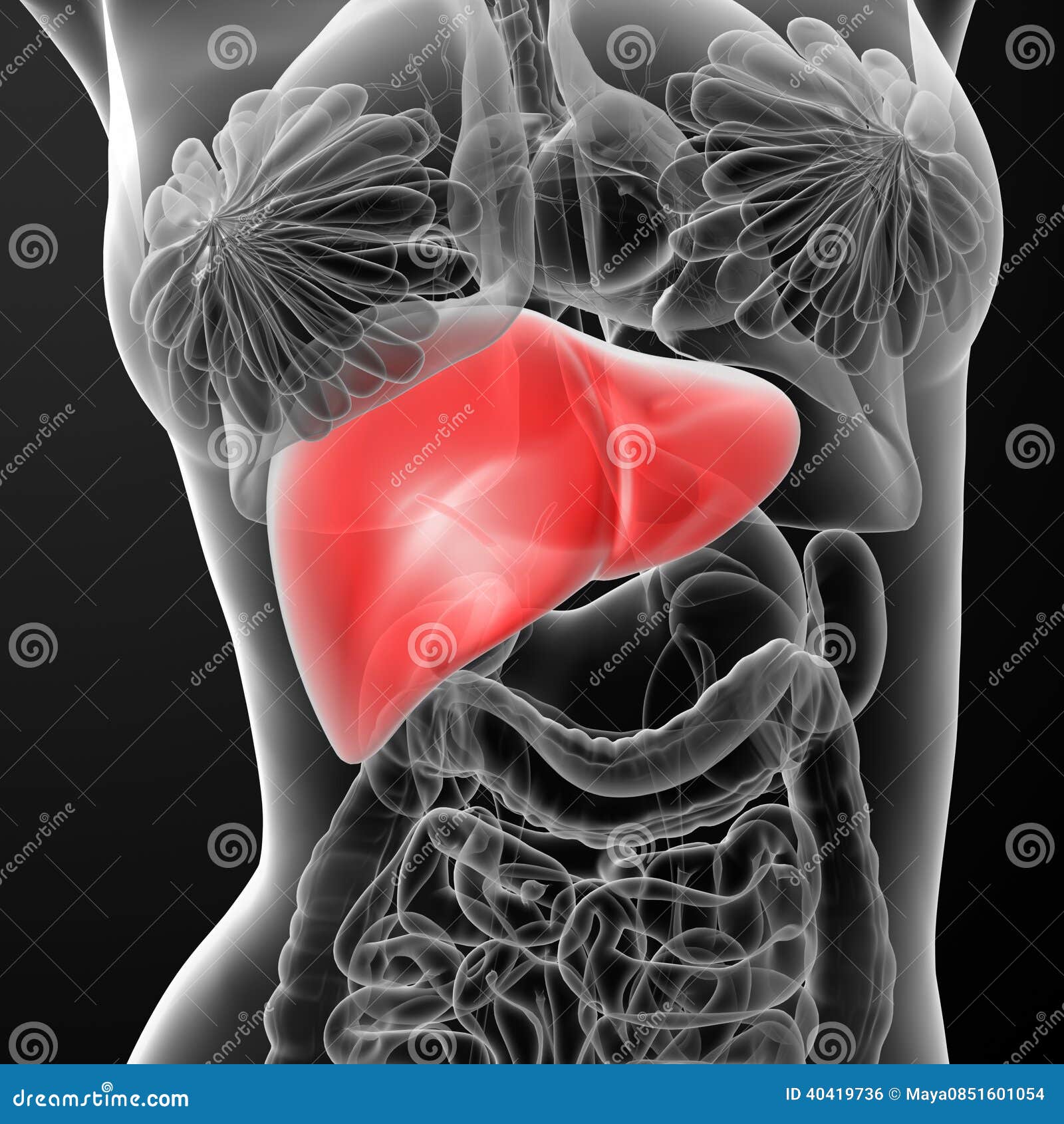 Liver stock illustration. Illustration of organs, anatomy - 40419736