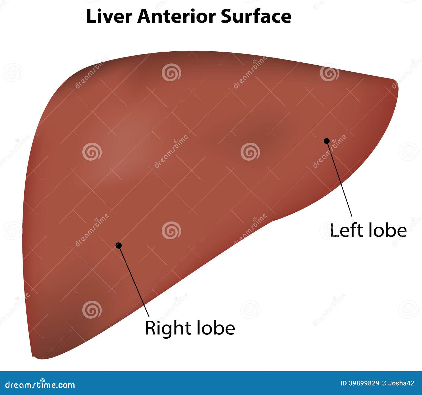 Liver Diagram Anterior stock vector. Illustration of ...