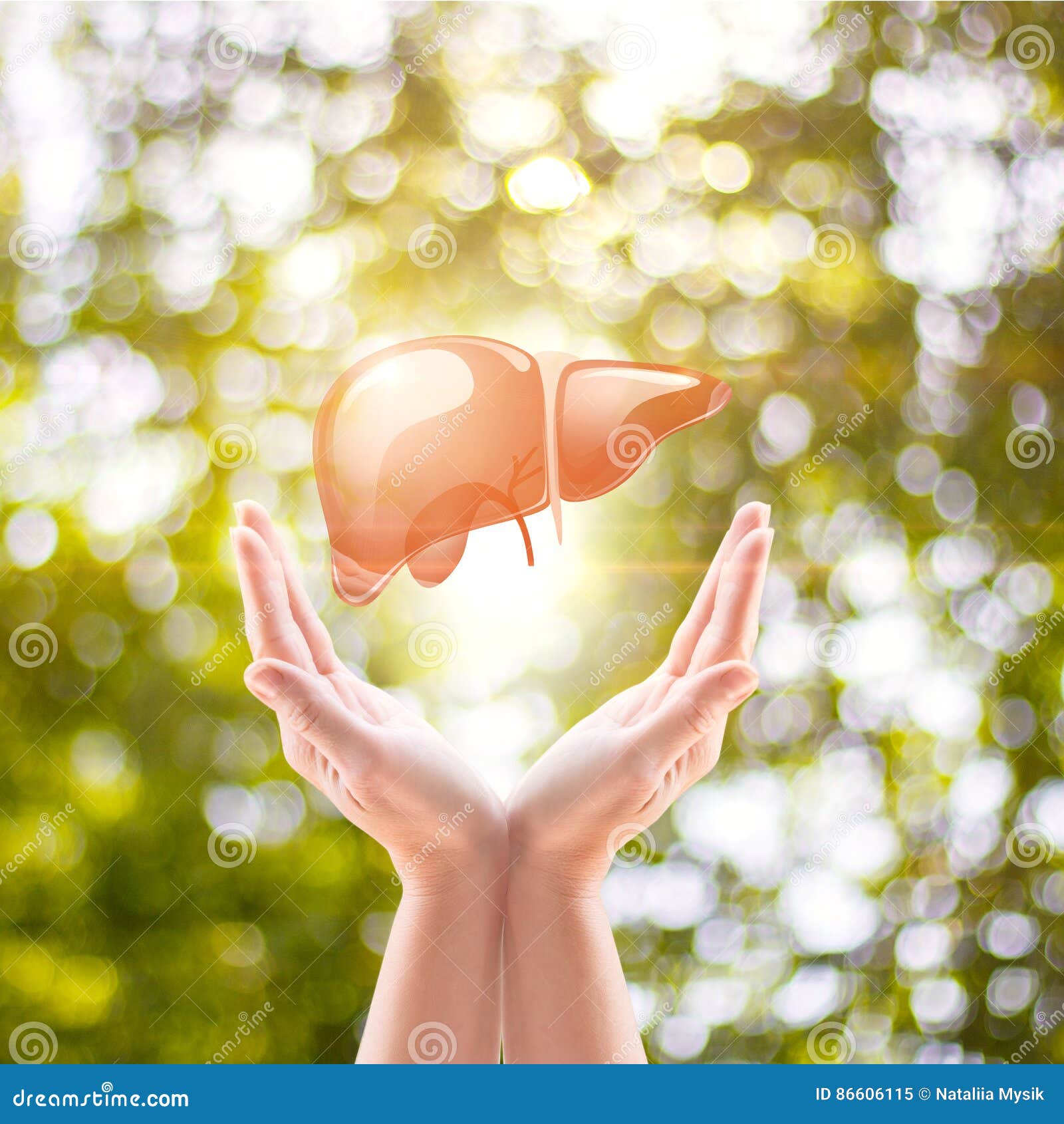 Liver is in hand . stock image. Image of medicine, clinic 86606115