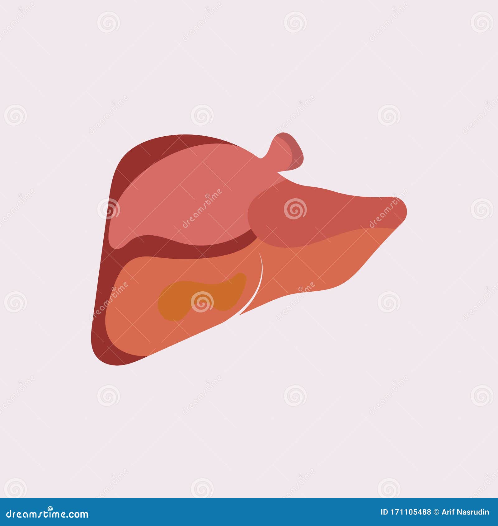 Liver Icon Flat Logo Style Organs of the Human Template Design Stock ...